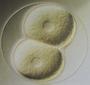 ontwikkeling celdeling