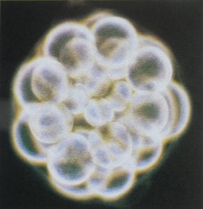 ontwikkeling celdeling