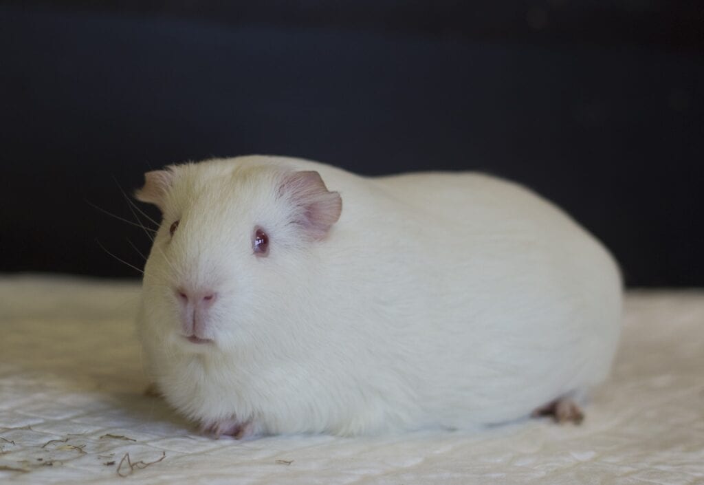 cavia iris sijbom universiteut utrecht umc
