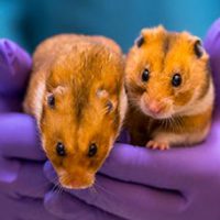 Hamsters Portret Gregor Mendel