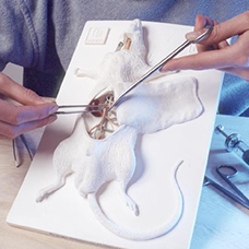 Anatomie rat Anatomie rat