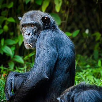 Chimpansee Chimpansee