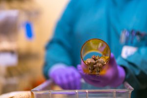 Hoeveel dierproeven worden er gedaan?