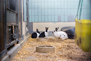 In welke sectoren worden proefdieren gebruikt?