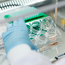 Mini organen vervangen proefdieren