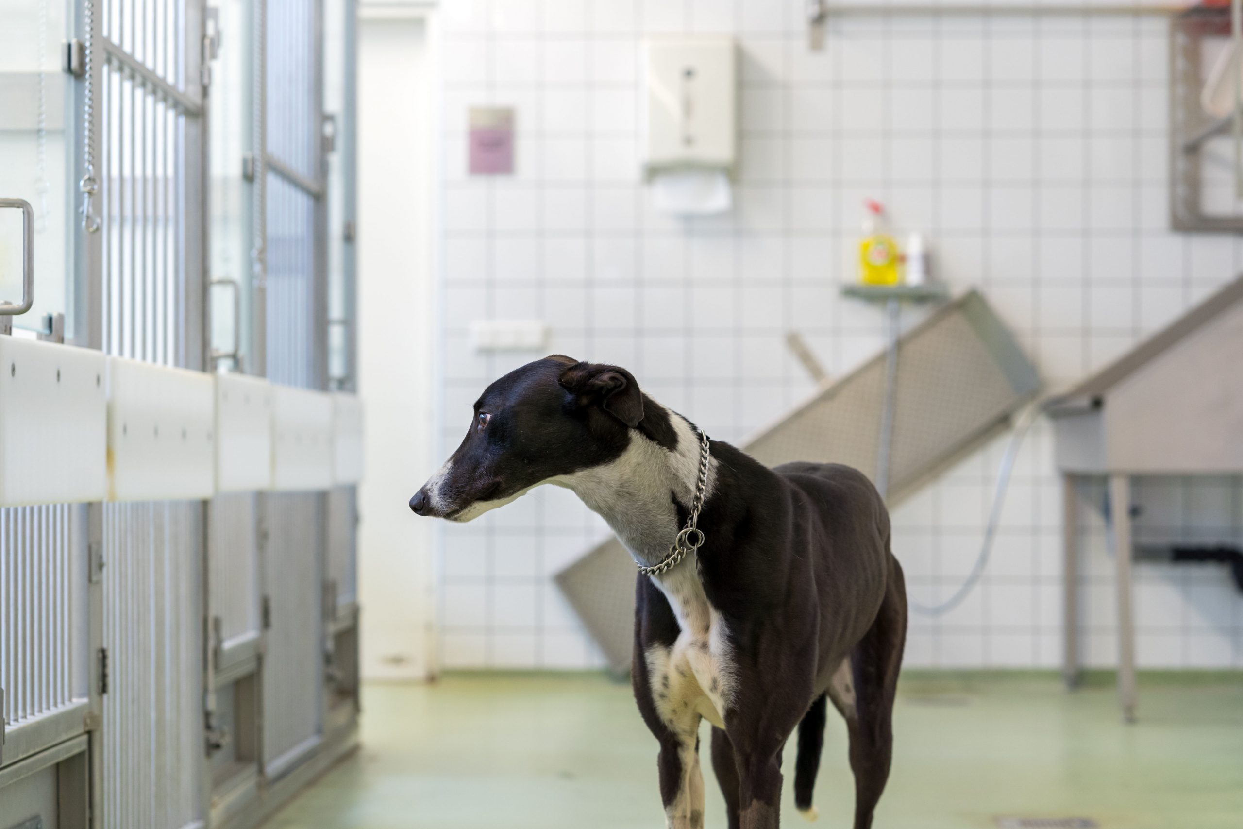 Wat gebeurt er met een proefdier