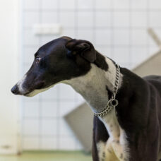 Wat gebeurt er met een proefdier?