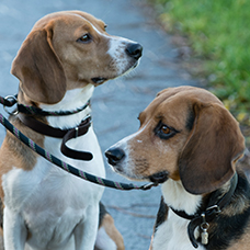 Beagles – na, adoptie – Linda Frietman Beagles - na adoptie - Linda Frietman