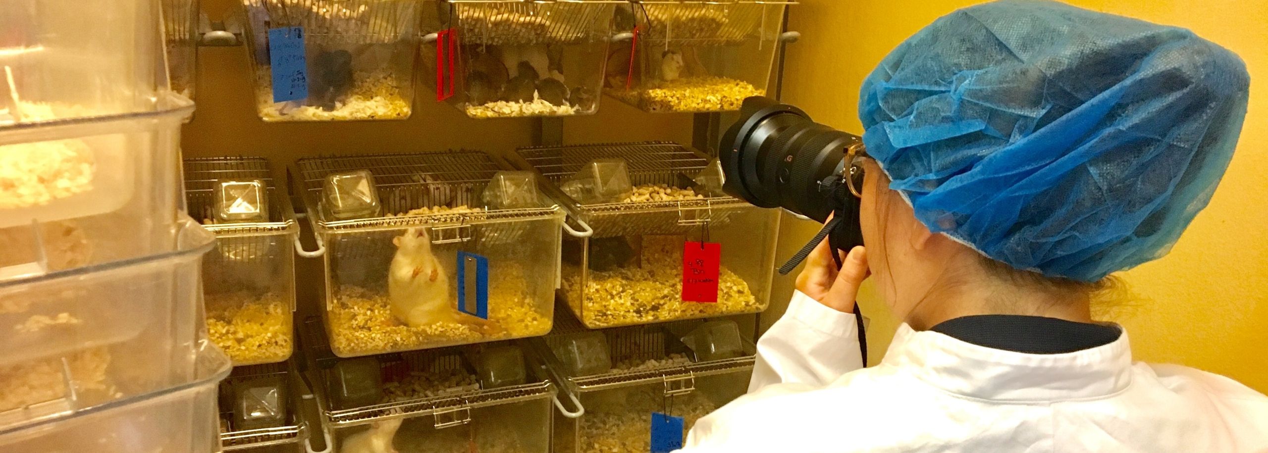 Iris Sijbom proefdieren