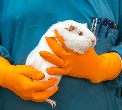 Proefdier cavia Proefdier cavia