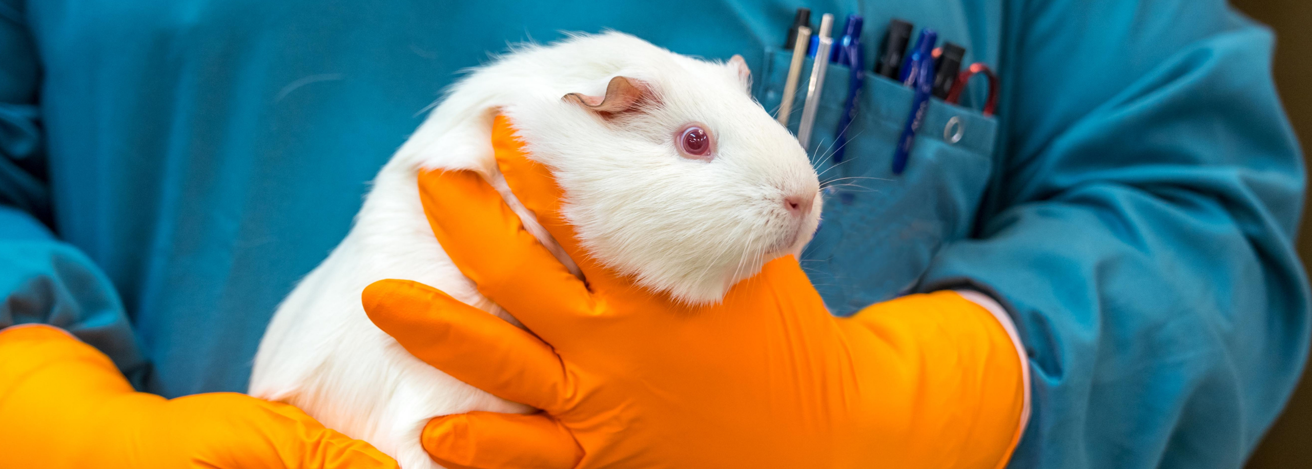 laat proefdieren niet stikken