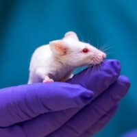 muis proefdier handschoen