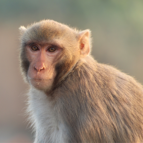 Untitled design (1) Apen hiv virus