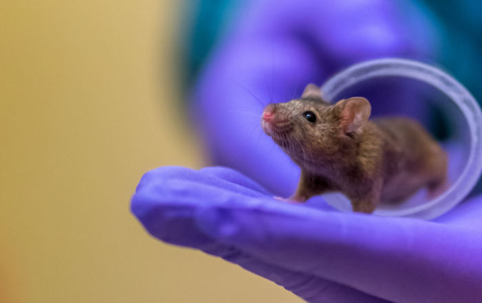 header proefdier muis