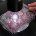 Vierkant afbeelding voor rondje op website Proefdiervrije onderzoeksmethoden