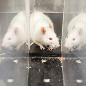 doolhof rat muis doolhof rat muis