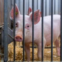 Mobile header website 400 x 400 varken als proefdier Portret Gregor Mendel