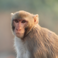 aap als proefdier mobile aap als proefdier