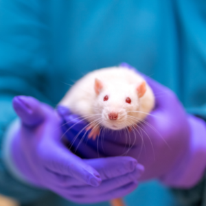 rat als proefdier mobile rat als proefdier