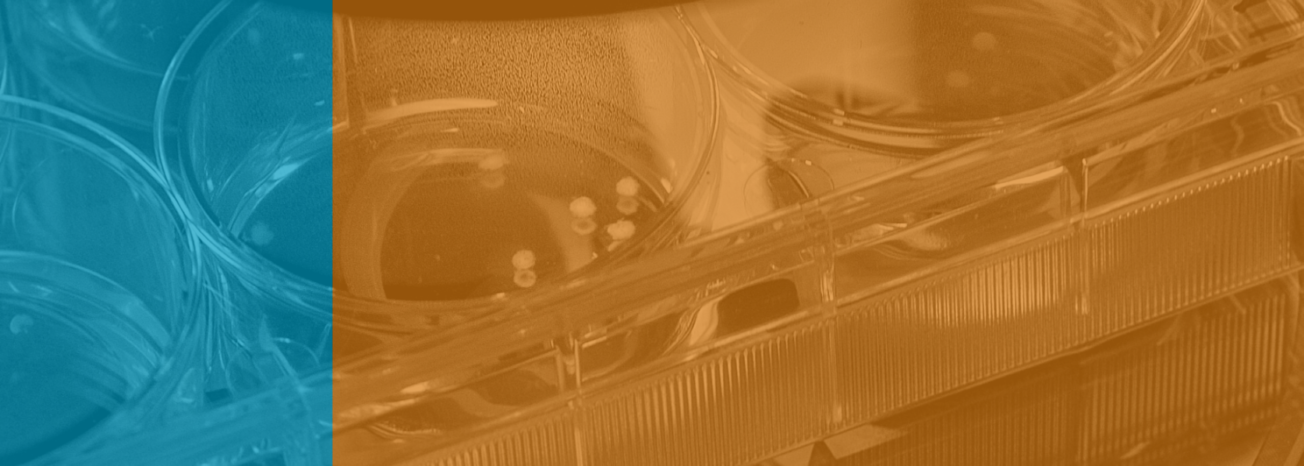 Proefdiervrij Venture Challenge we zijn verder dan je denkt