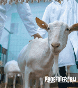 Geit we zijn verder dan je denkt