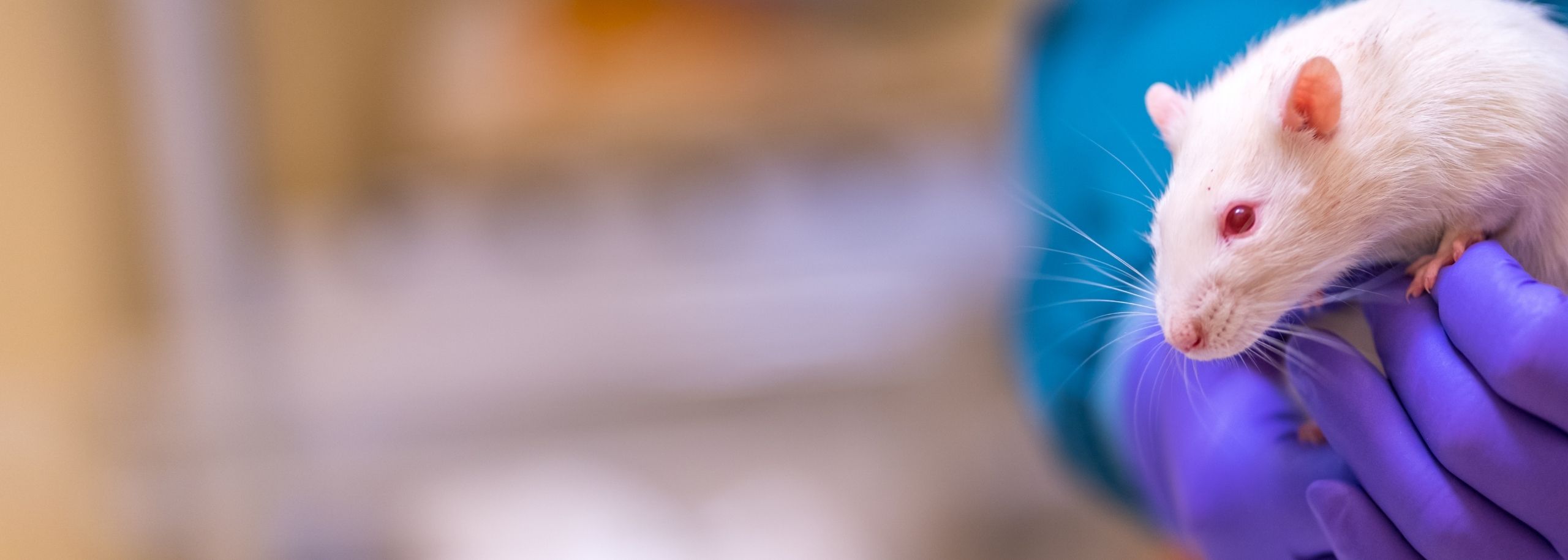 Rat handschoen proefdier