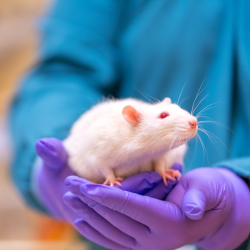 Multi-ooc rat Multi-ooc rat