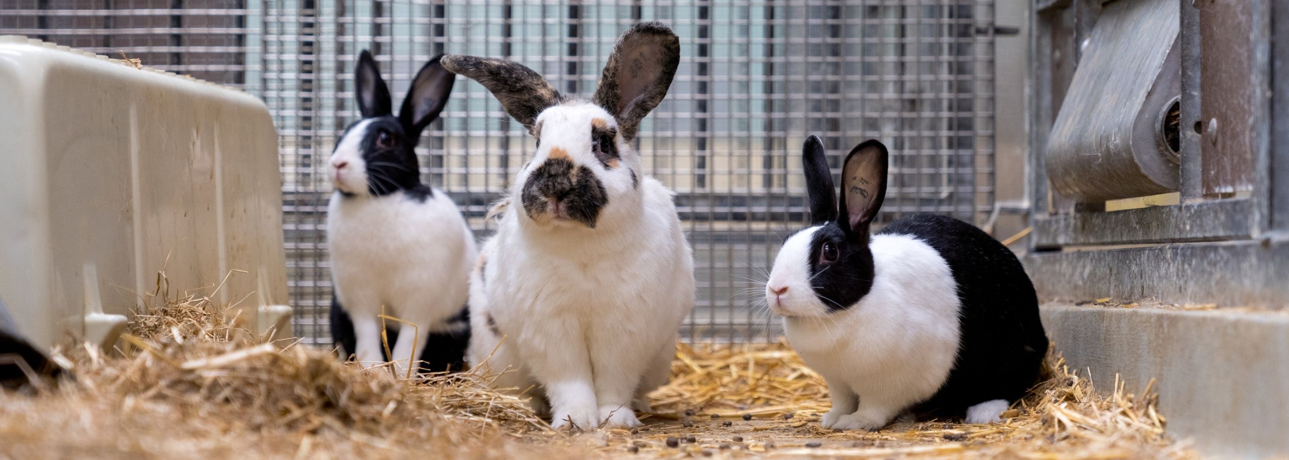 Konijn proefdier cosmetica_Iris Sijbom