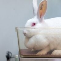 Proefdieren Cosmetica