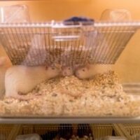 Ratjes in bak 228×228 Geit