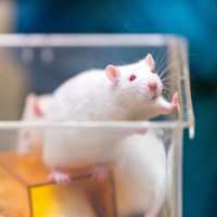 1000 x 1000 voedselveiligheid ratten Voedselveiligheid ratten