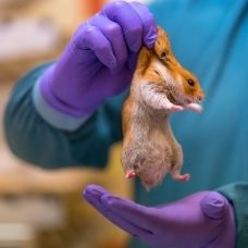 Hamster oppakken 228×228 Hamster onderzoeker