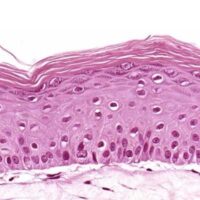 Huidmodel 400 x 400 Geit