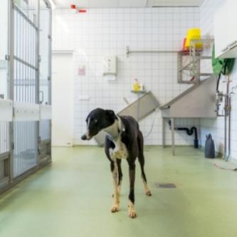 Hond binnen – foto iris sijbom (333 x 333 px) Hond binnen - iris sijbom