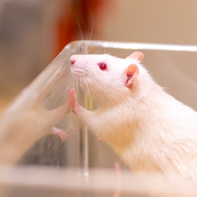 Muis rondje afbeelding website 288 x 288 Muis voor voedselveiligheidsonderzoek