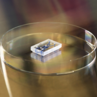 Oog thema 300×300 Oogonderzoek proefdieren