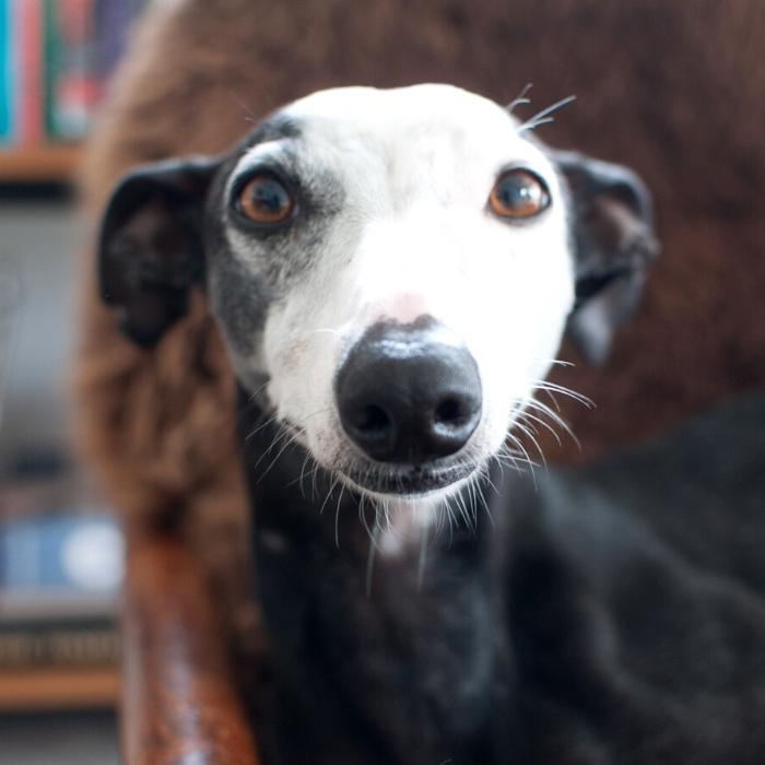 Semsi 700 x700 Anke Regtuit