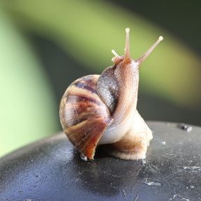 Slak rondje 288 x 288 Slak als proefdier