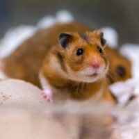 228 228 Hamster proefdiervrij Hamster proefdiervrij