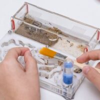 Mier als proefdier Proefmieren