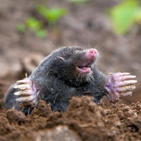 Mol (288 x 288) Slak als proefdier