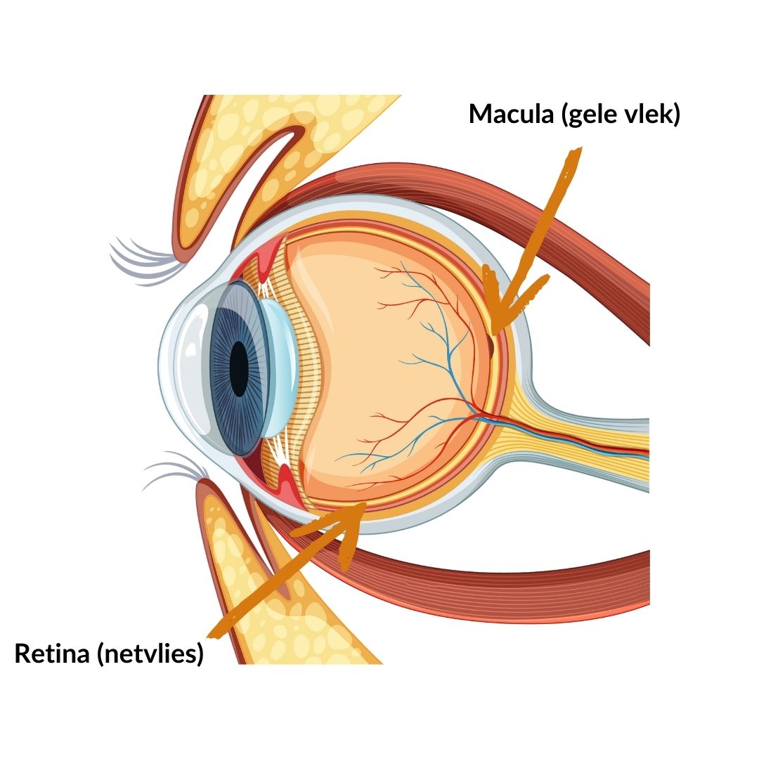 Waar zit de macula 1080 x 1080 (3) Waar zit de macula?