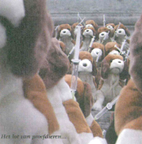 Beagles proefdiervrij archief Beagles