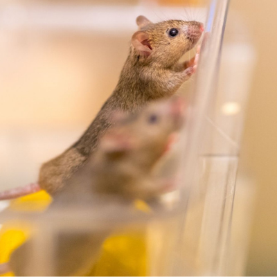 _website rondje huidonderzoek (400 × 400 px) (2) Muis proefdiervrij