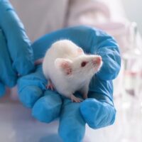 300 300 Muis zonnebrand Alex Garanto