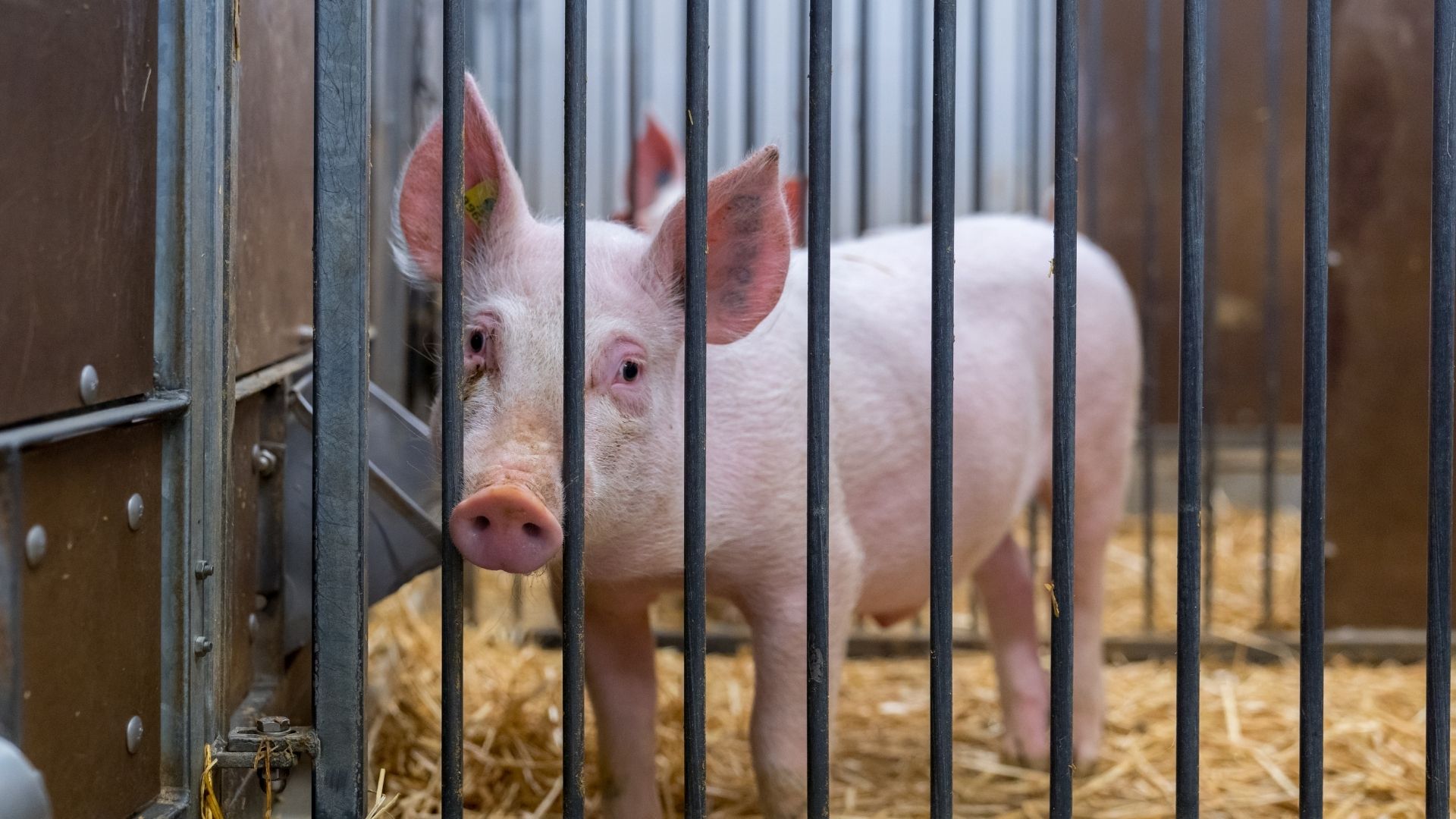 Foto’s varken proefdier lab persbericht donordier 2 Foto's varken proefdier lab persbericht donordier