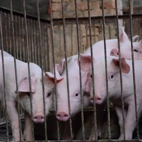 Varkens 288 x 288 Varkens