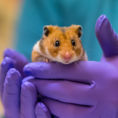 projectpagina corona-onderzoek (400 × 400 px)