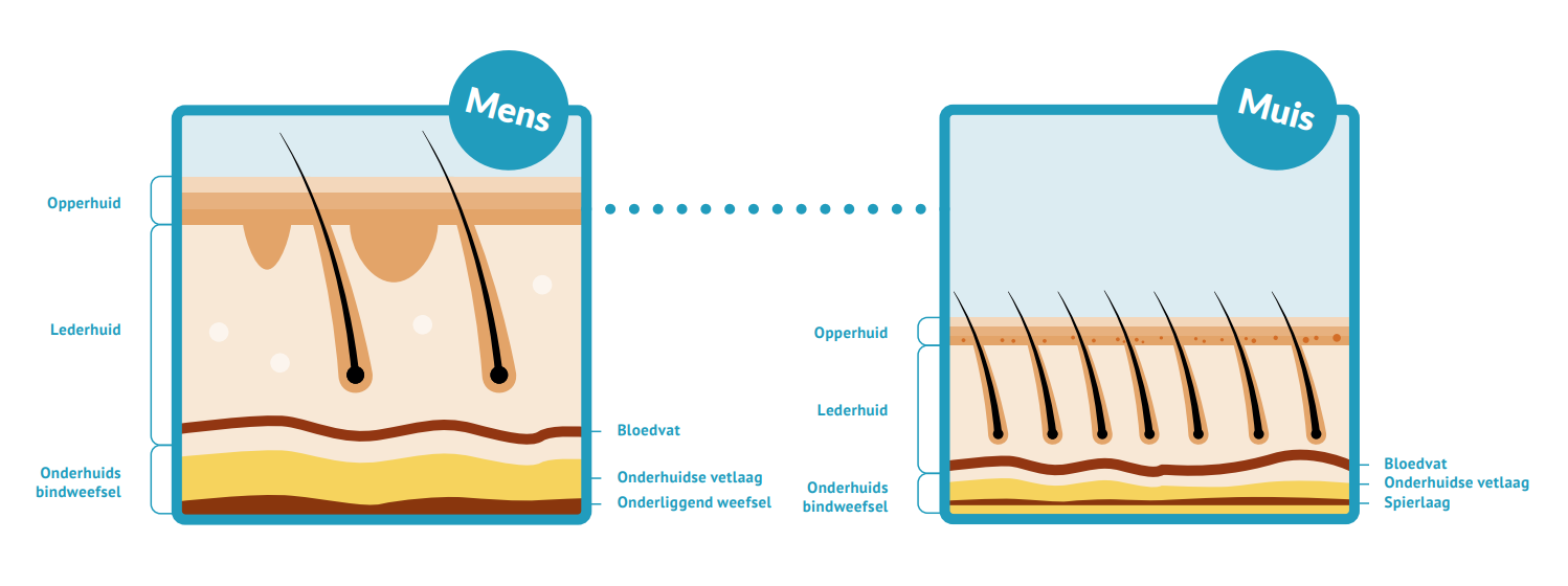 Huidmodel Verschillen huid muis en mens