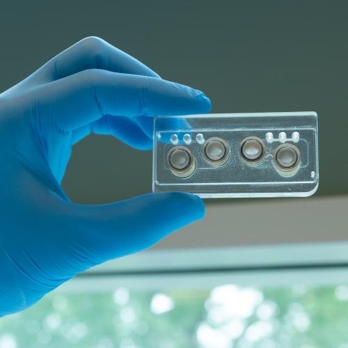 Regeneratie: oplossing voor tekort aan donororganen?